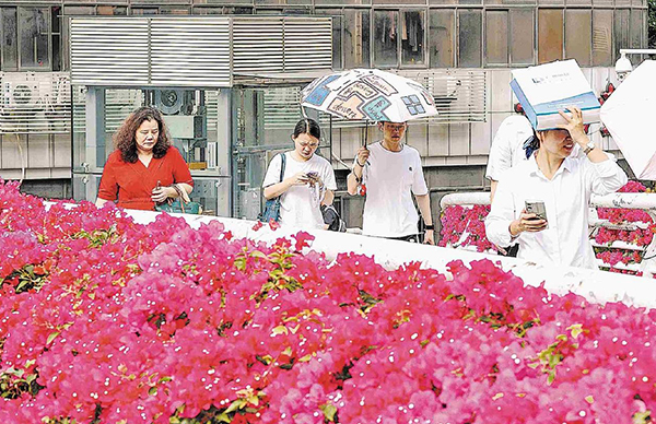 三角梅盛放 天橋變“花廊”